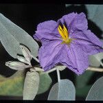Solanum hindsianum Flor