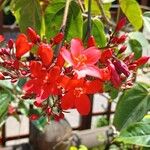 Jatropha integerrima Kukka