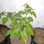 Capsicum baccatum List