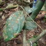 Drypetes verrucosa Otro