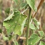 Hibiscus micranthus Leaf