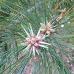 Pinus muricata Blad