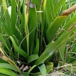 Iris foetidissima Leaf