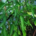 Capsicum frutescens Хабит