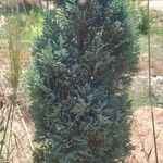 Juniperus chinensisYaprak