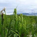 Platanthera flava Хабит