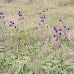 Salvia nutans Habit