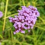 Verbena bonariensisFlower