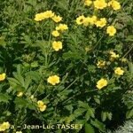 Potentilla pensylvanica Habit