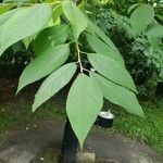 Halesia carolina Blad