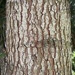 Abies balsamea 树皮