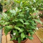 Mitriostigma axillare Hábito