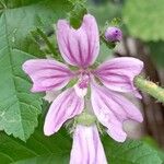 Malva setigeraFlower