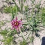 Tragopogon angustifolius 花