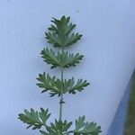 Libanotis pyrenaica 葉