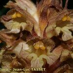 Orobanche laserpitii-sileris फूल