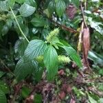Acalypha aristata Hoja
