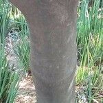 Vepris lanceolata Bark