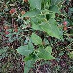 Mirabilis longiflora Blad