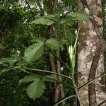 Philodendron rothschuhianum Sonstige