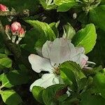 Malus domestica ᱵᱟᱦᱟ