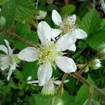 Rubus vestitus Blüte