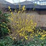 Forsythia intermedia Habitatea