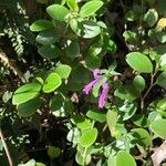 Justicia sessilis Flower