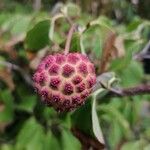 Cornus kousa果實