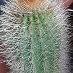 Pilosocereus chrysostele Hoja