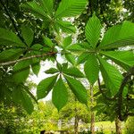 Aesculus turbinata Leaf