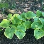 Hosta sieboldiana Folha