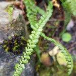 Asplenium viride Leaf