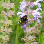 Salvia candelabrum Flor