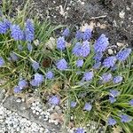 Muscari armeniacumFlower