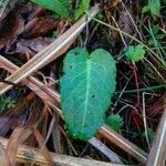 Rumex pulcher Лист