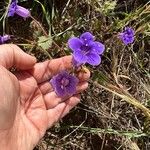 Phacelia campanularia 花