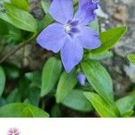 Vinca minor Leaf