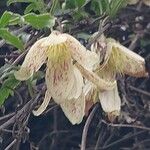 Clematis cirrhosa फूल