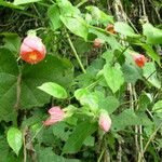 Callianthe striata Blad