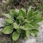 Senecio provincialis Leaf