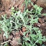 Parthenium hysterophorus Feuille