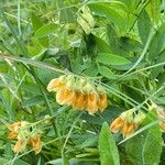 Lathyrus ochraceus Flower