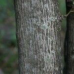 Dombeya acutangula Bark