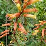 Lobelia laxiflora Floare