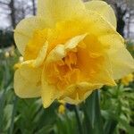 Narcissus pseudonarcissusFlower