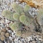 Mammillaria albilanata Leaf