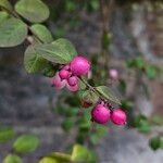 Symphoricarpos × chenaultiiFrukt