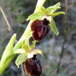 Ophrys arachnitiformis മറ്റ്