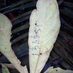 Endlicheria melinonii Листок